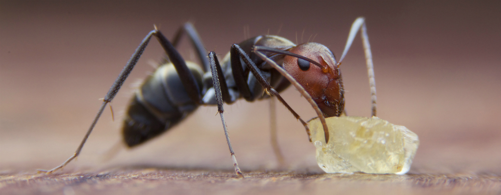 Ants Admiral Pest Control