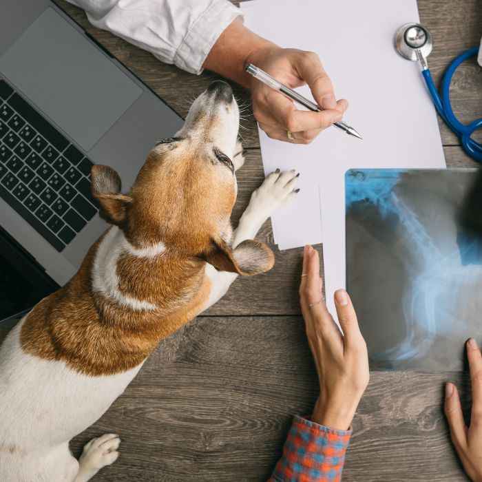 Farragut, TN 37934 Veterinary Services Admiral Veterinary Hospital