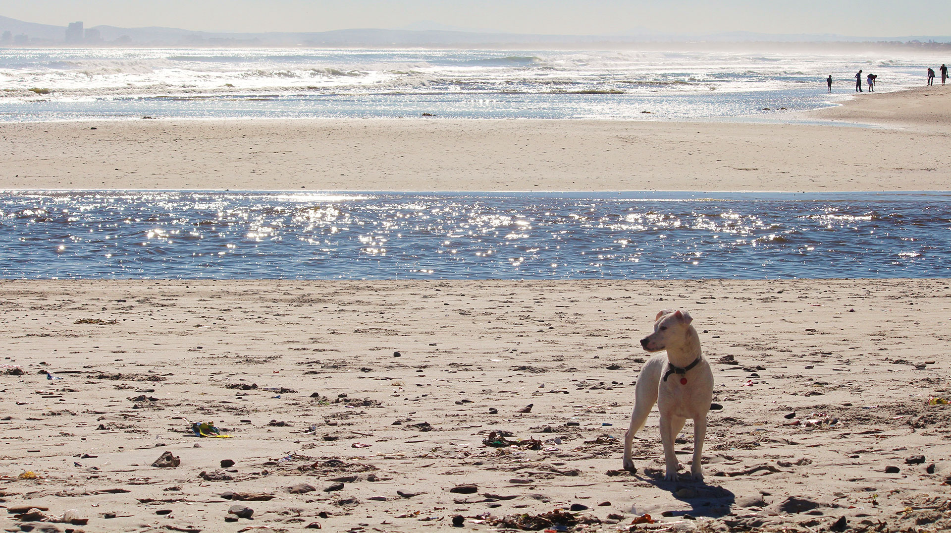 Veterinary Appointment In Santa Cruz, CA Adobe Animal Hospital Of Soquel