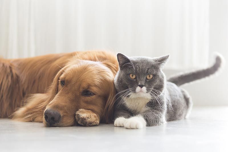 Best Veterinary Hospital In Santa Cruz, CA Adobe Animal Hospital Of