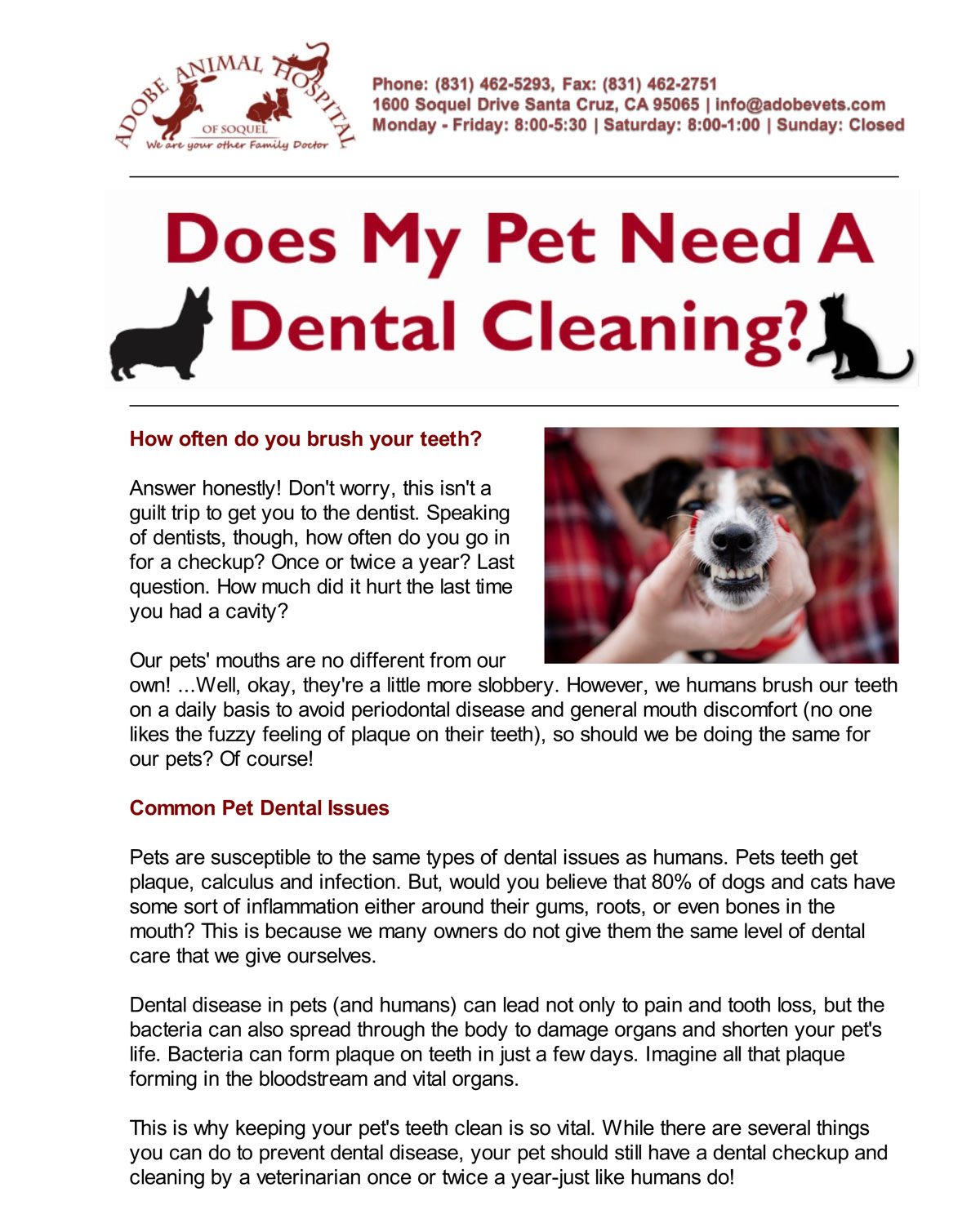 Veterinary Newsletters Adobe Animal Hospital Of Soquel