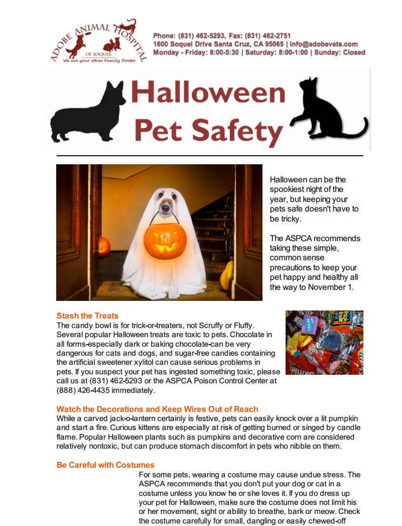 Veterinary Newsletters Adobe Animal Hospital Of Soquel