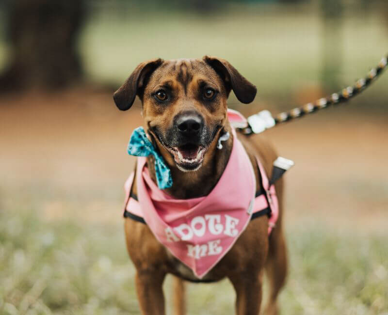 Veterinary Newsletters Adobe Animal Hospital Of Soquel