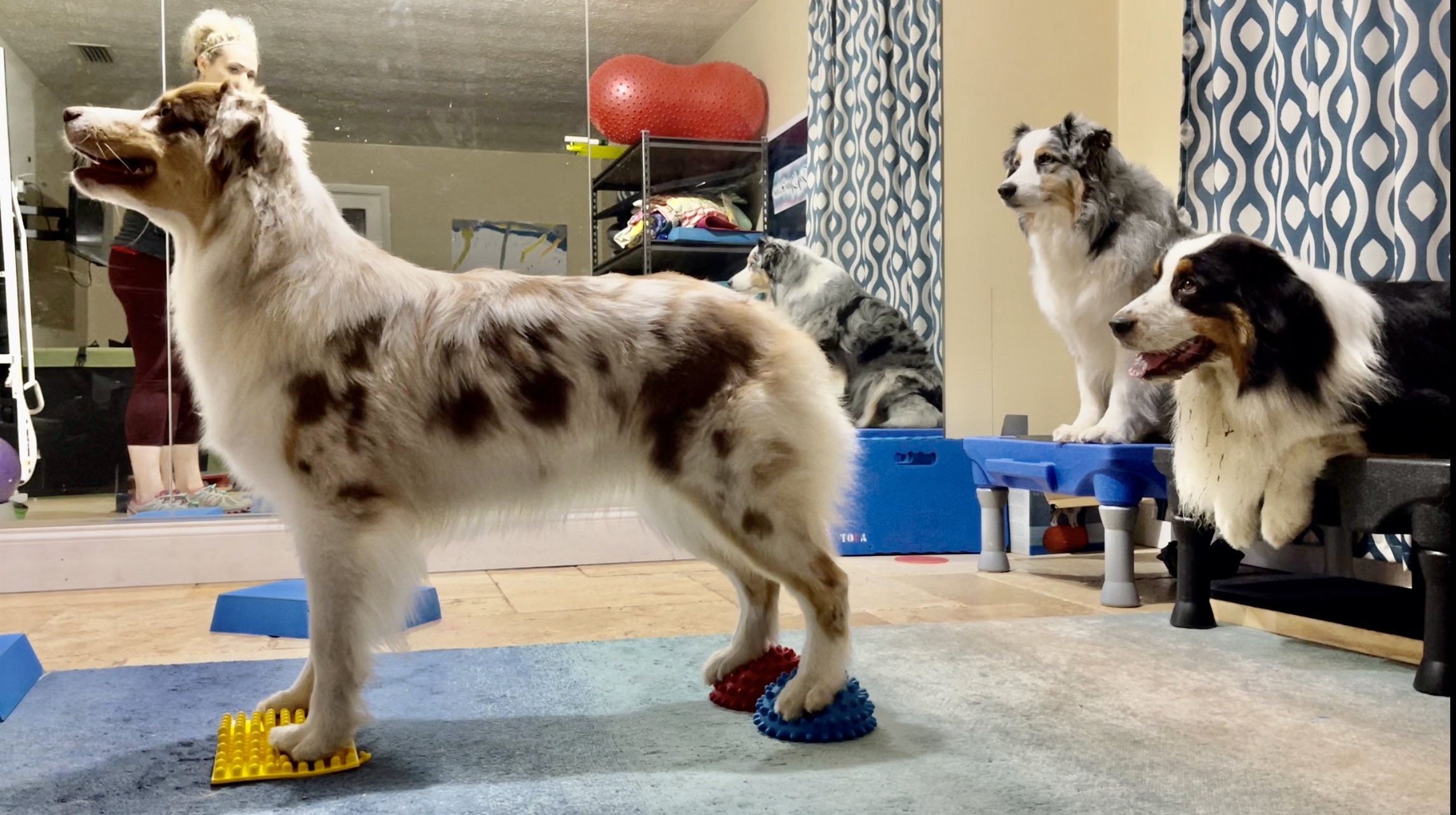 Board and Train Camps Ashley's Dog Sports