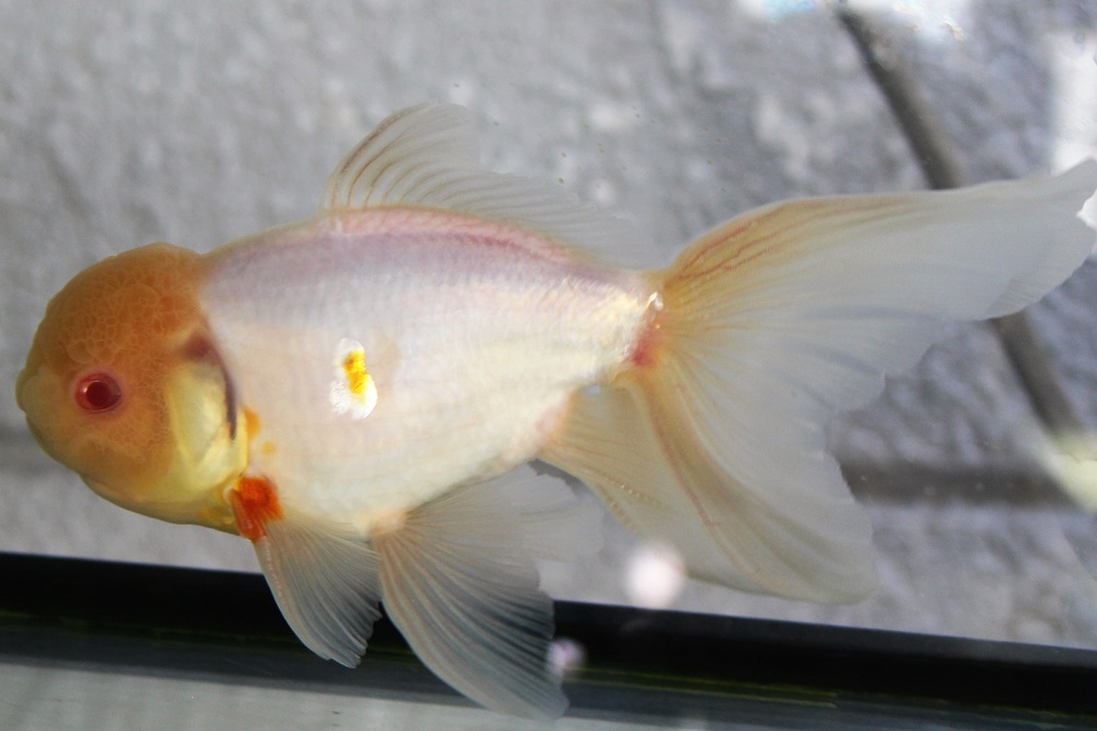 ☆三歳魚☆アルビノ東錦☆上物個体☆ 土浦観賞魚