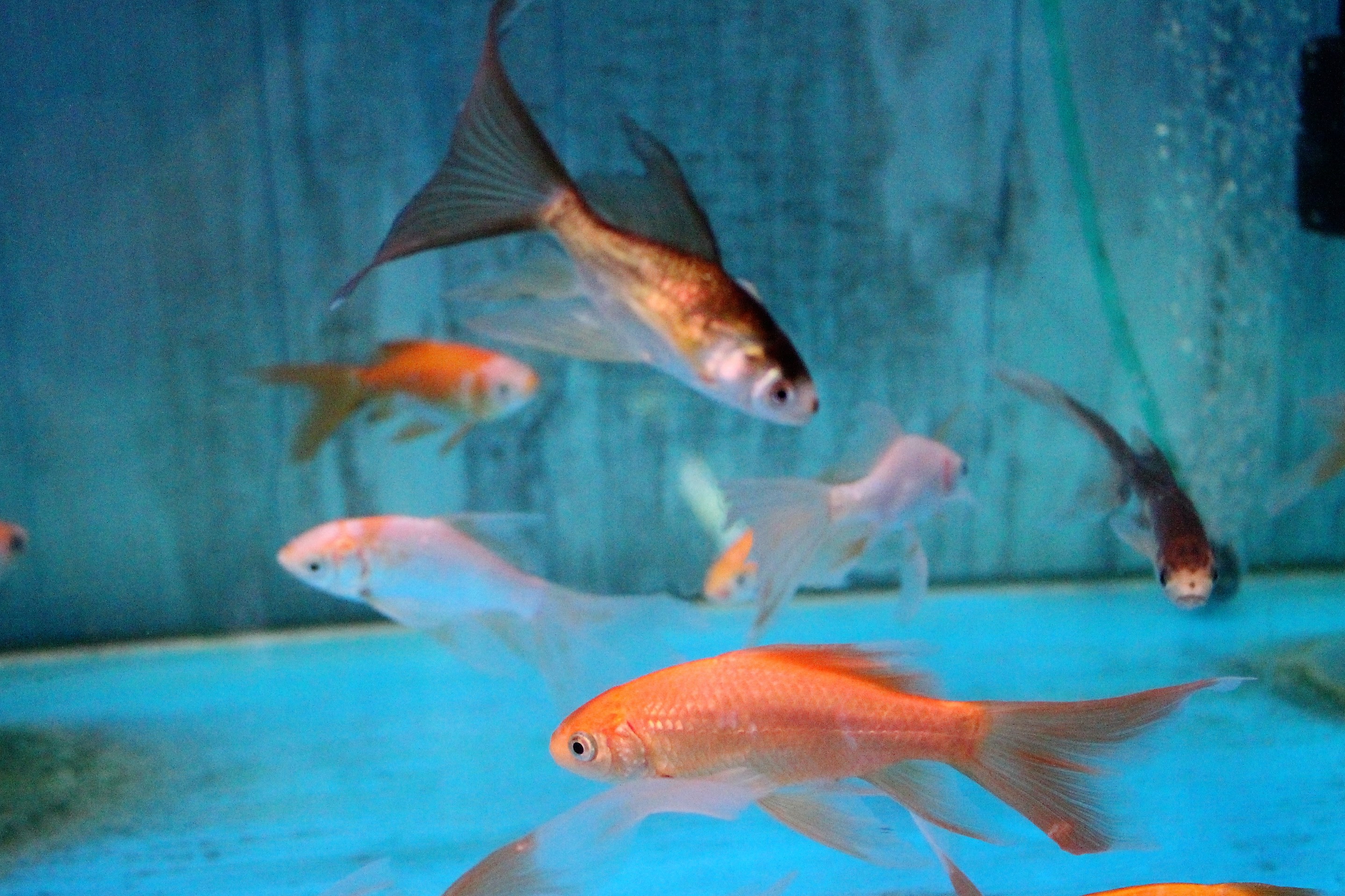 ☆宮城県産☆鉄魚☆三歳魚☆ 土浦観賞魚