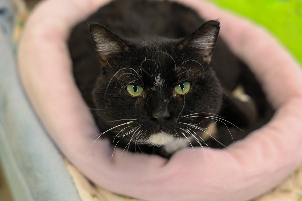 Adoptable Cats Alaska Humane Society