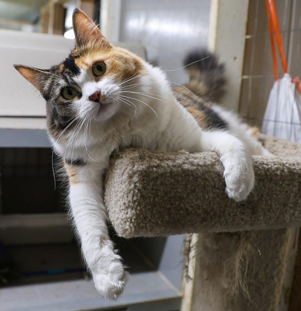 Adoptable Cats Alaska Humane Society