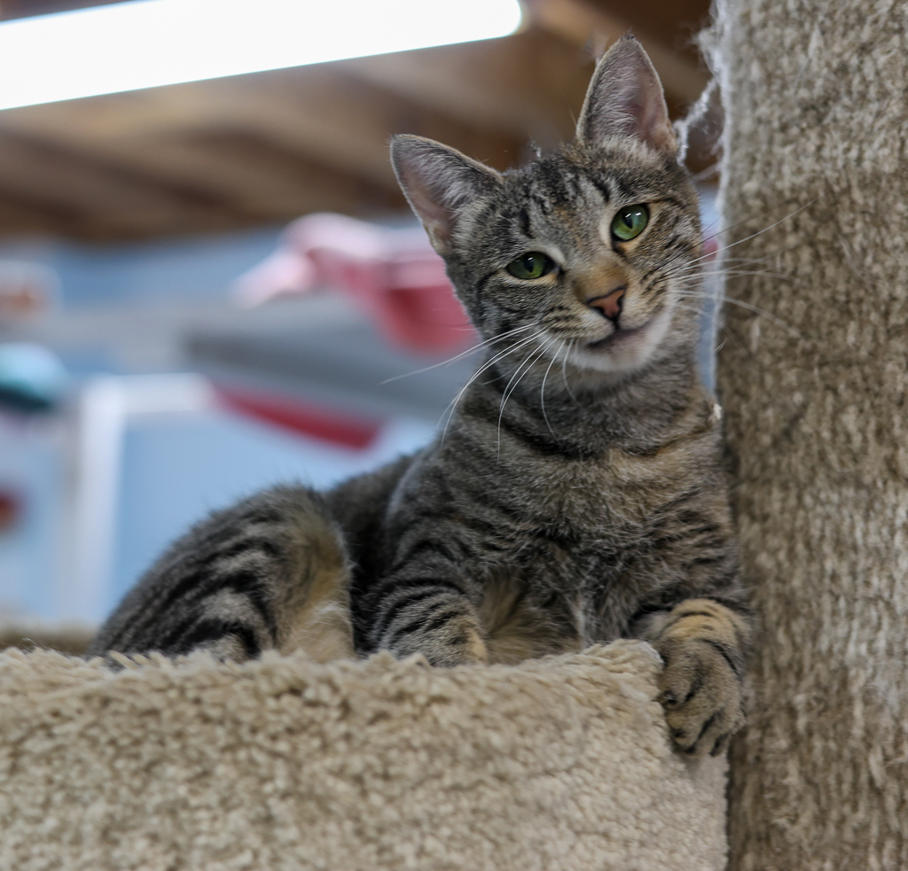 Adoptable Cats Alaska Humane Society