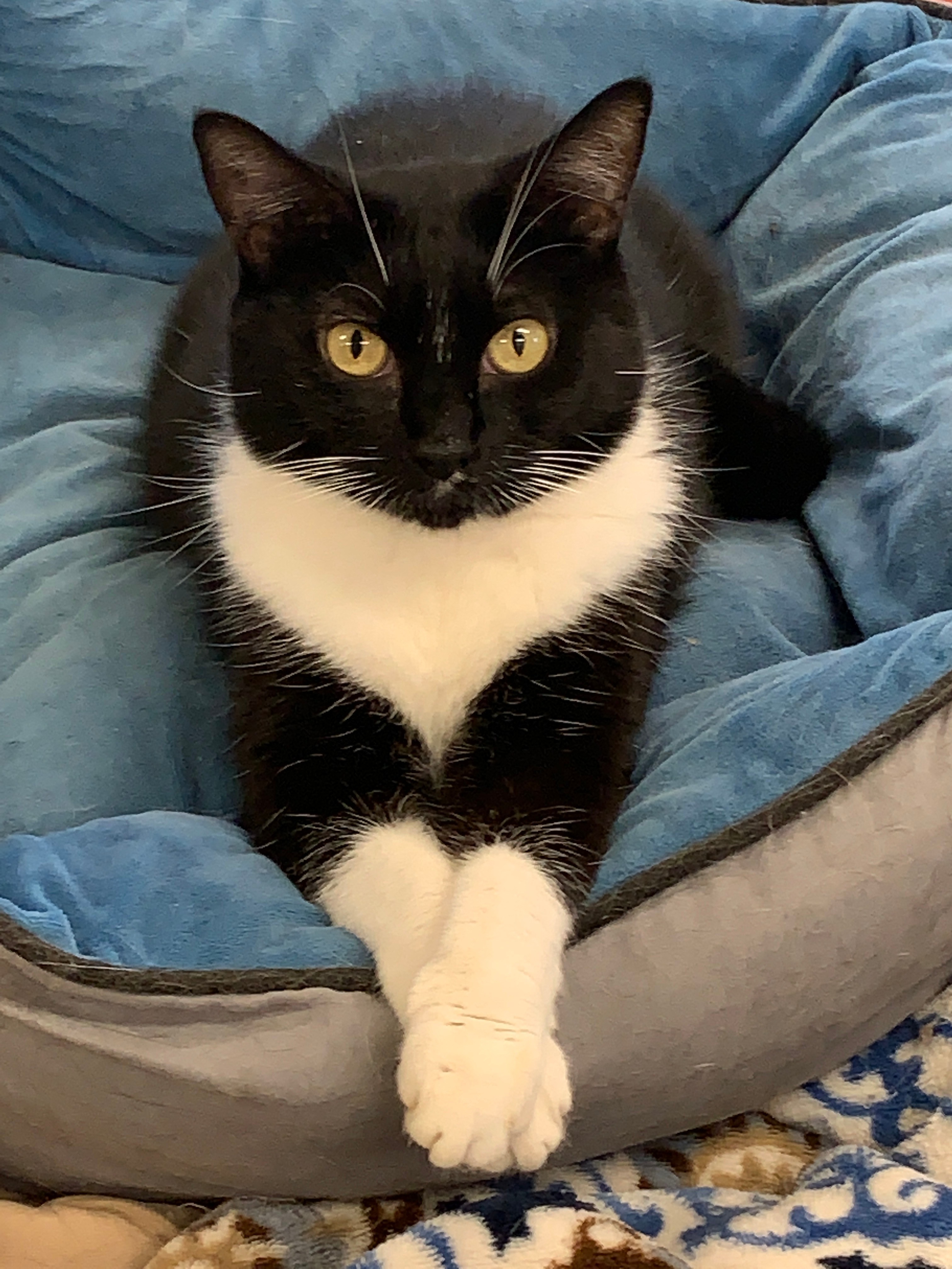 Adoptable Cats Alaska Humane Society