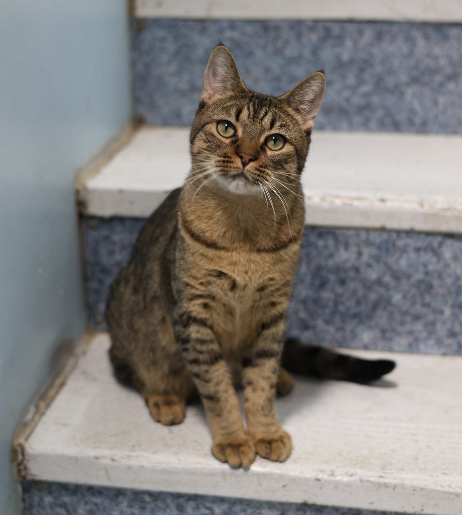 Adoptable Cats Alaska Humane Society