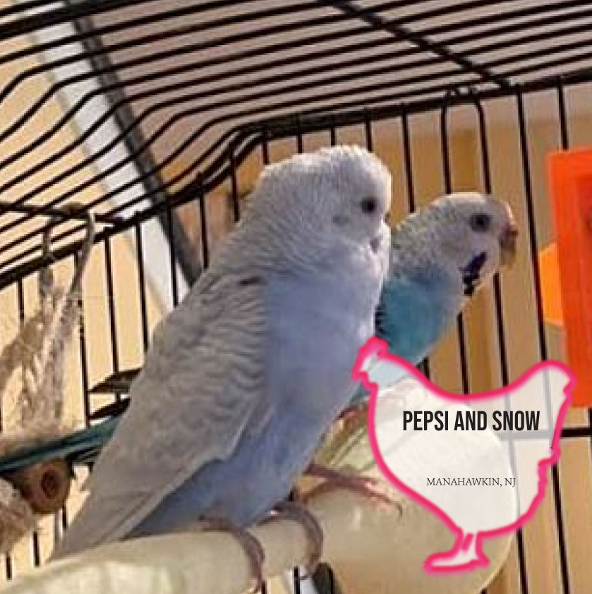 Coconut the cockatoo for adoption