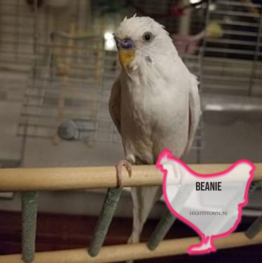 Coconut the cockatoo for adoption