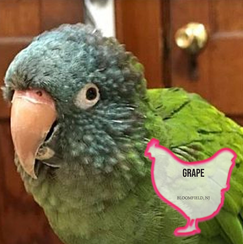 Coconut the cockatoo for adoption