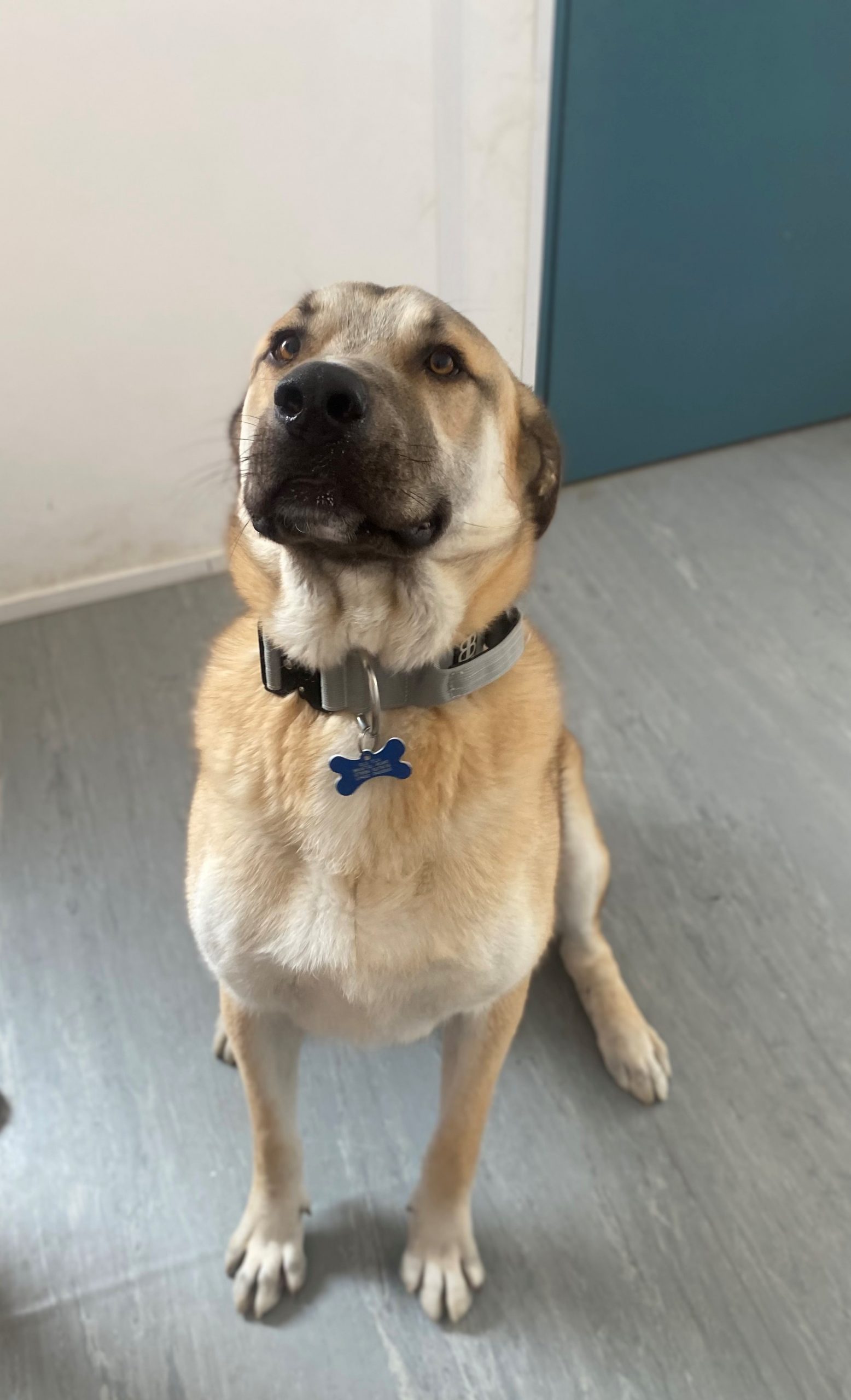 Adoptable Dogs, Thor in Gloucester adoptable.co.uk