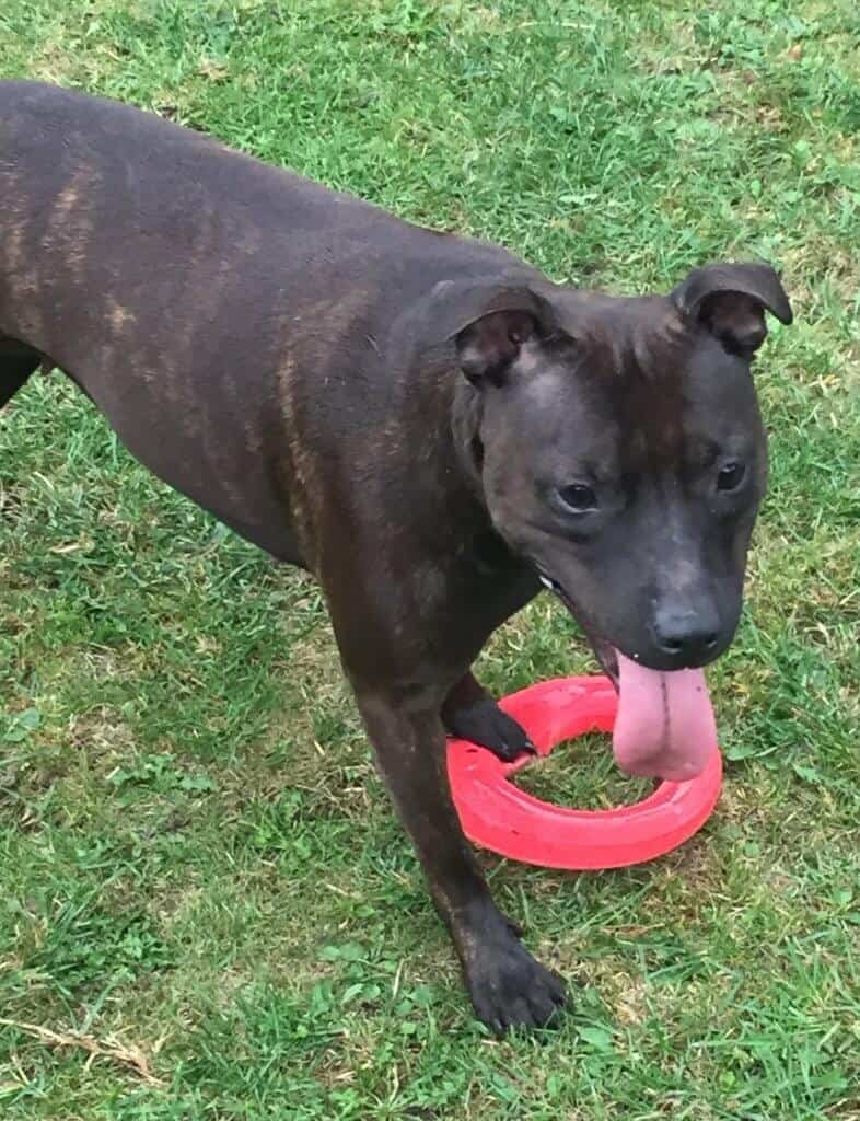 Adoptable Dogs, Cassie in London N2 adoptable.co.uk