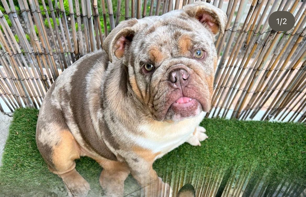 Adoptable Dogs, Luna in Newport adoptable.co.uk