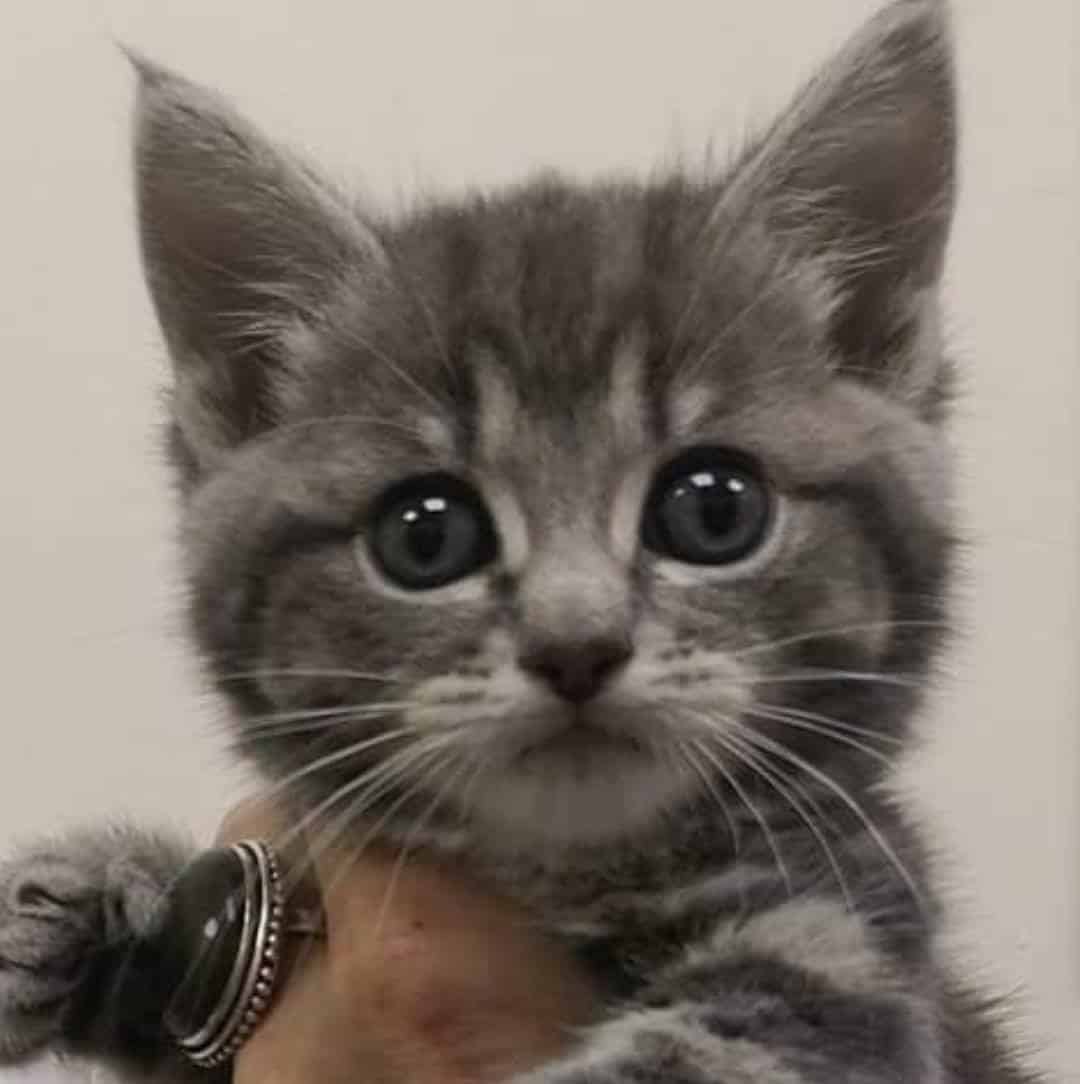 Stray Cat Rescue Team West Midlands, Birmingham Pet Rescue and Animal Welfare Groups on