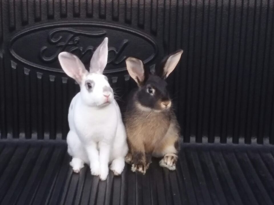 Resources Rabbit Rescue Bugsy’s Rabbit Sanctuary