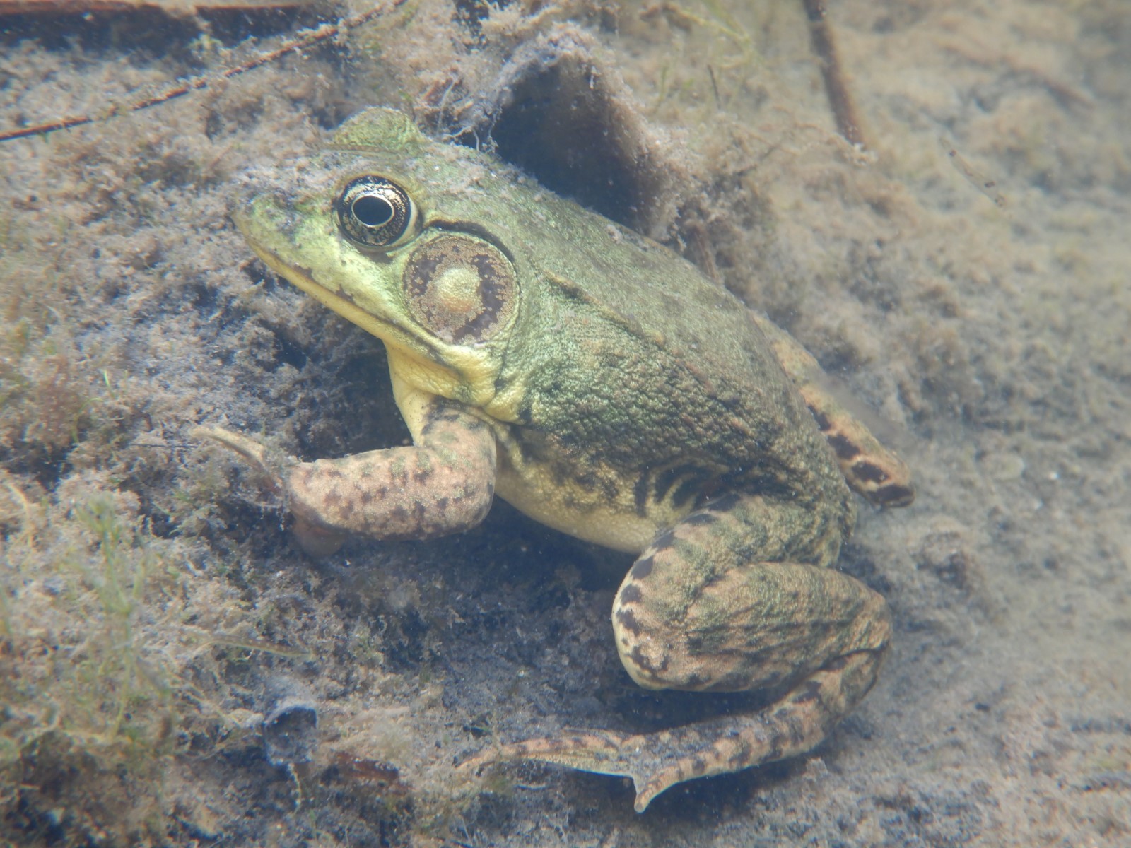 Natural antifreeze? How Ontario’s frogs & toads survive the winter