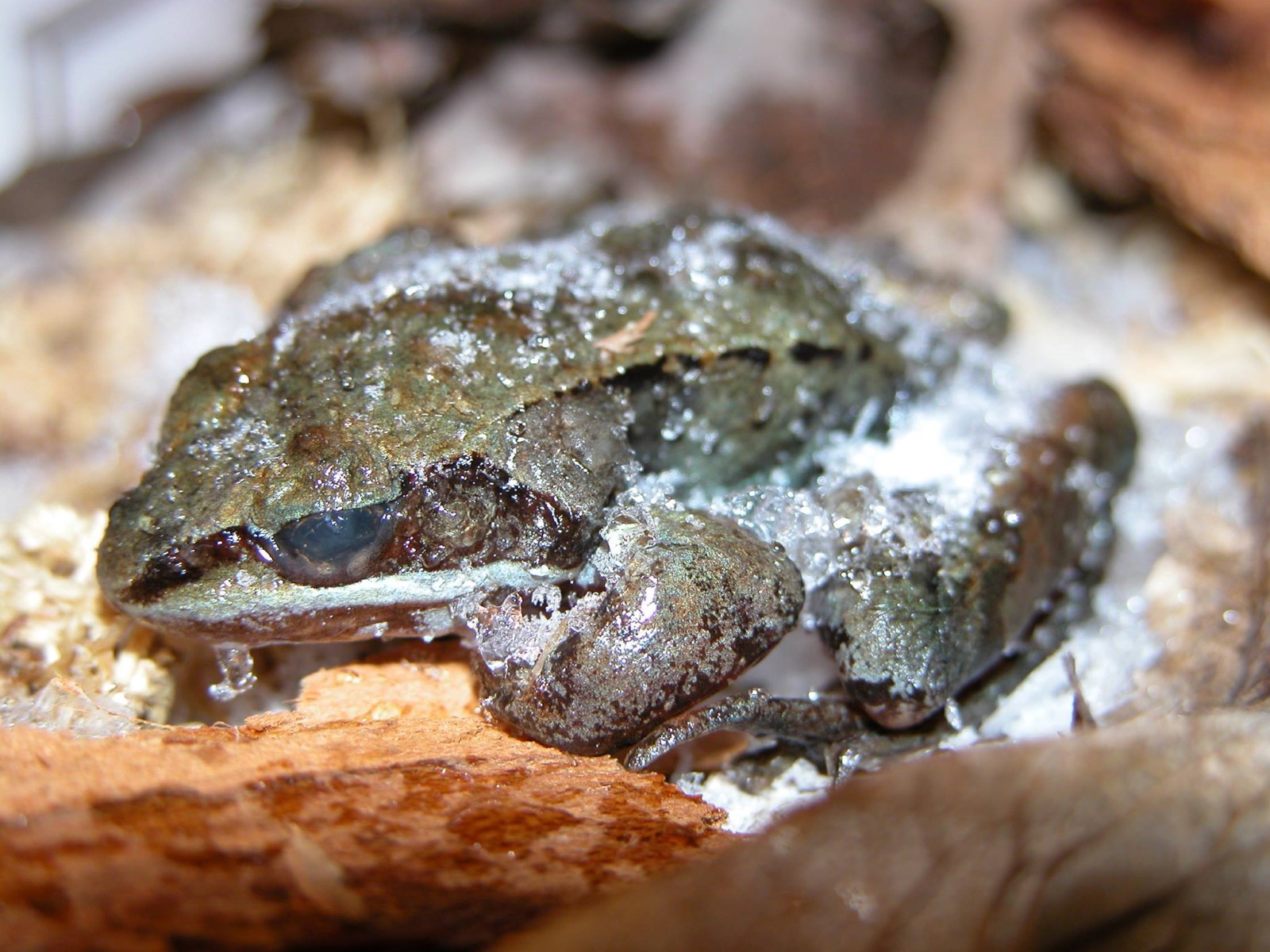 Natural antifreeze? How Ontario’s frogs & toads survive the winter