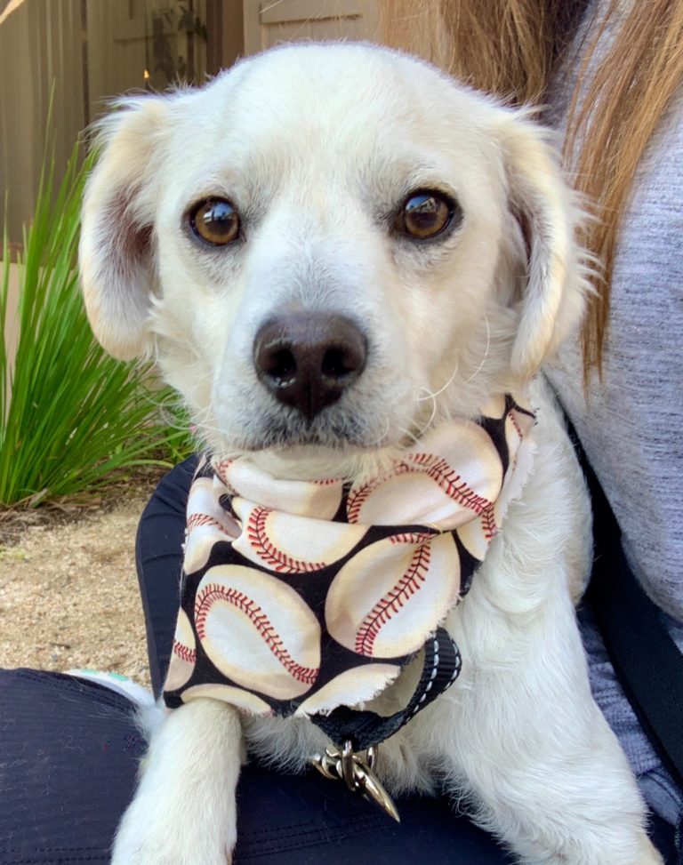 Happy Tails The Pet Adoption Center of Orange County