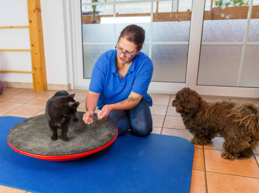 Services Archive Adorable Ankle Biters Bed and Biscuit