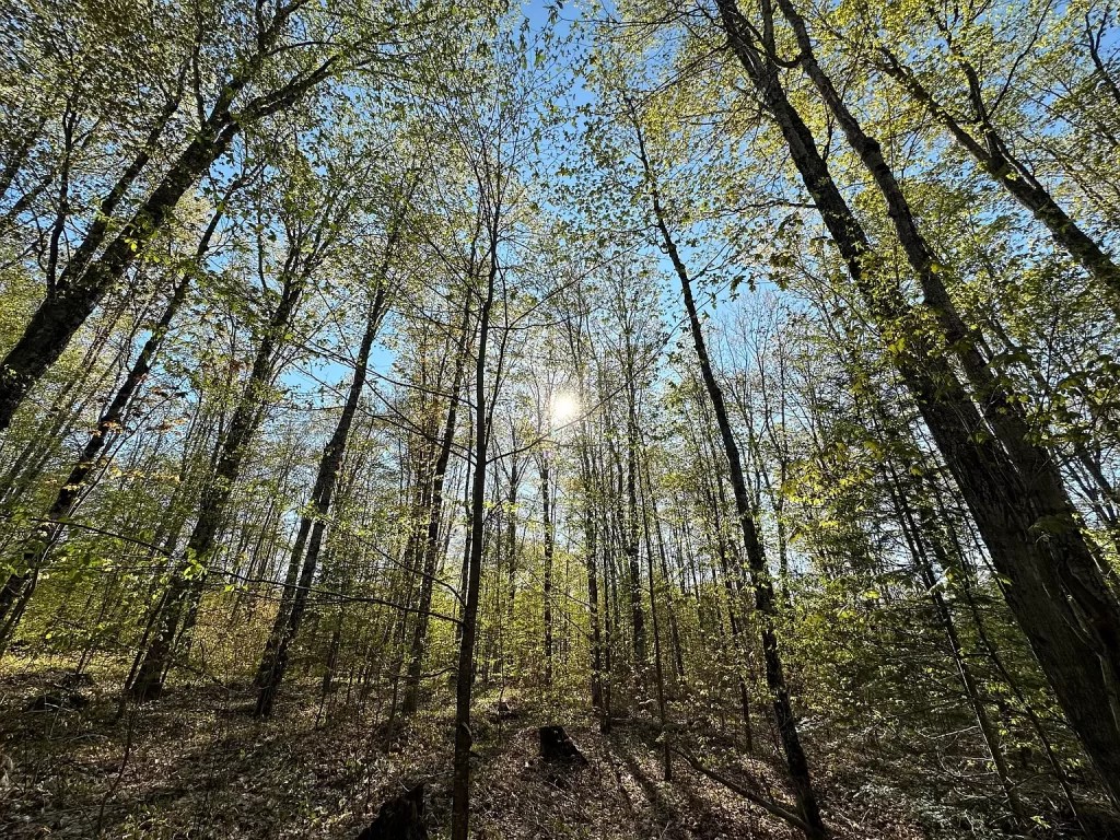 Secluded Hunting Camp with Endless Trails on 40 Acres. 179,000