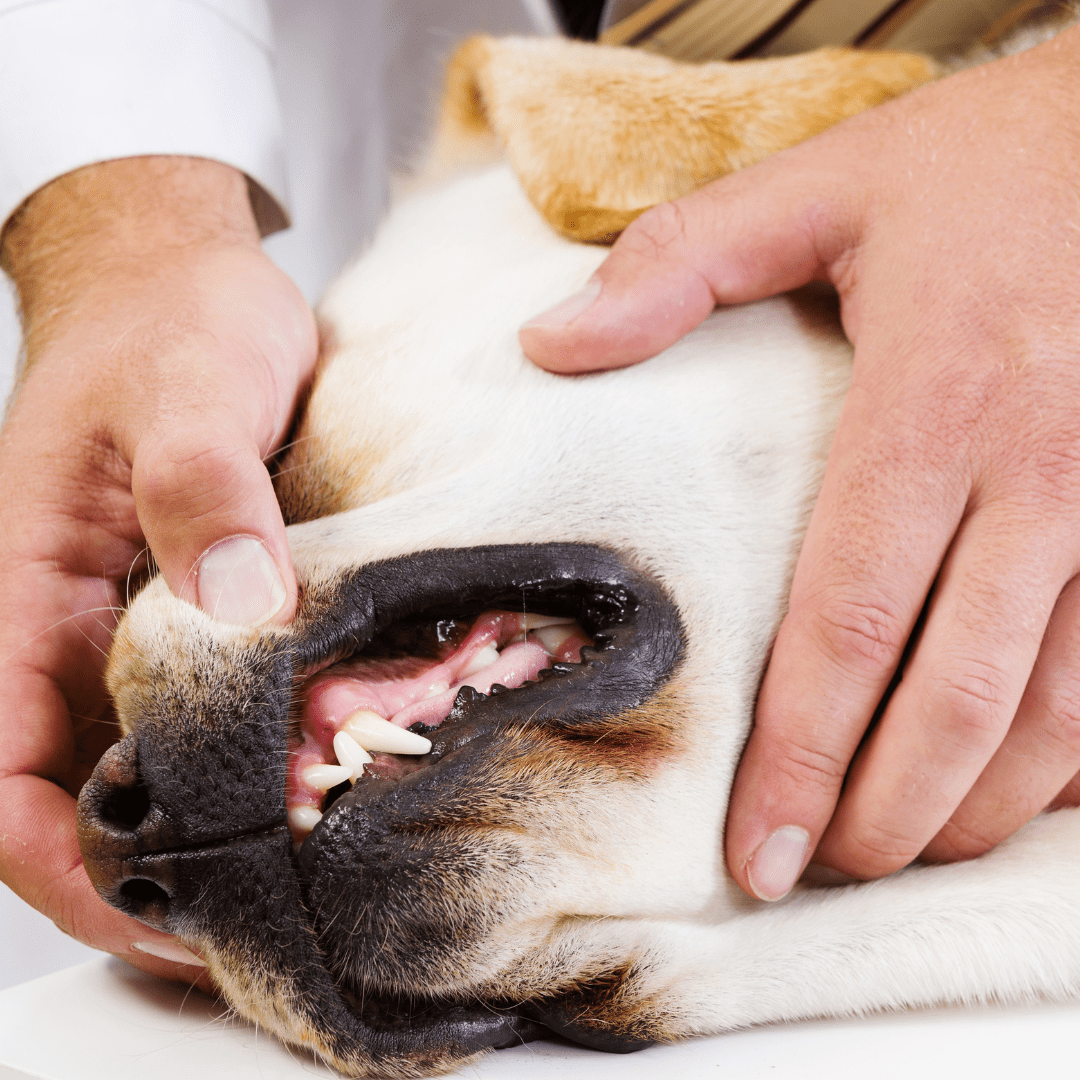 Pet Dentistry In Haddam, CT 06438 Adorable Pets Veterinary Center