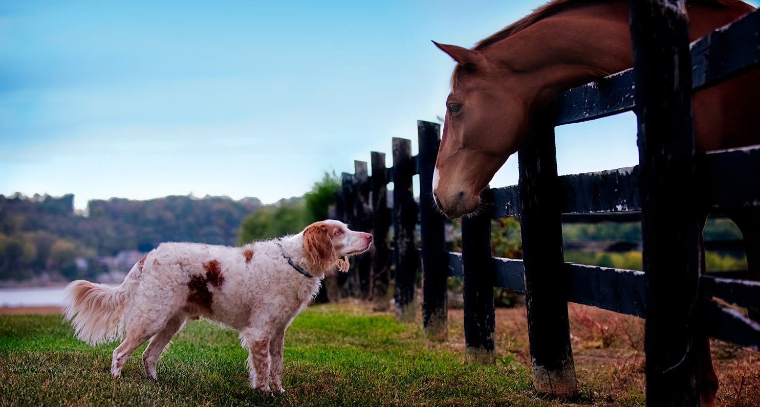 Animal Health ADPEN Laboratories