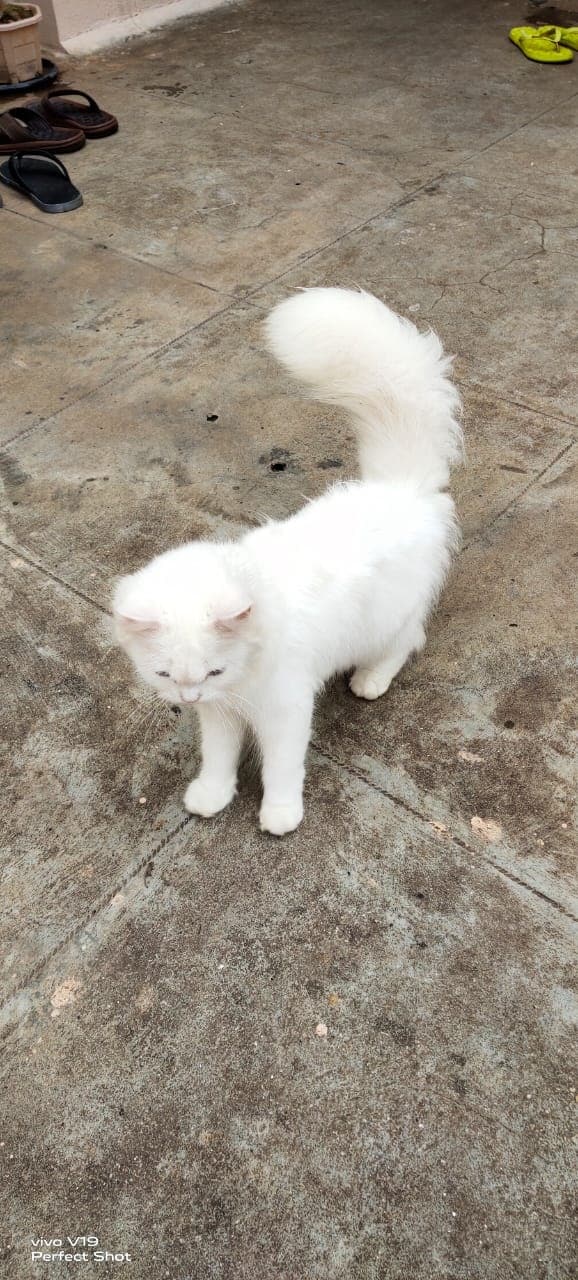 Persian Pair Cats For Sale Bangalore