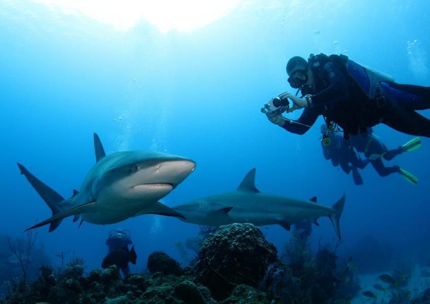 La Reina Properties at Joan Pool blog