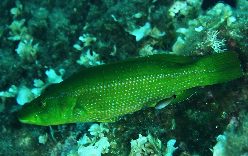 Green wrasse (Labrus viridis) adriaticnature