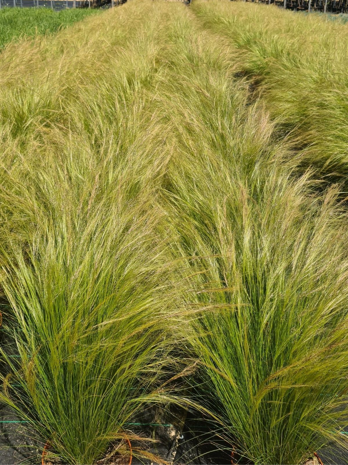 Nasella tenuissima stipa Adrizas Plants