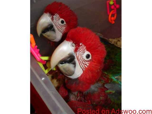 Macaw Bird Bd Price