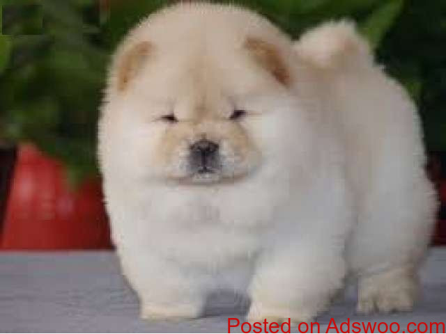 Cream white and Black Chow chow puppies Available