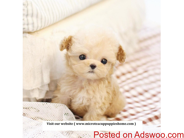 63+ Teacup Dogs For Sale Near Me Cheap l2sanpiero