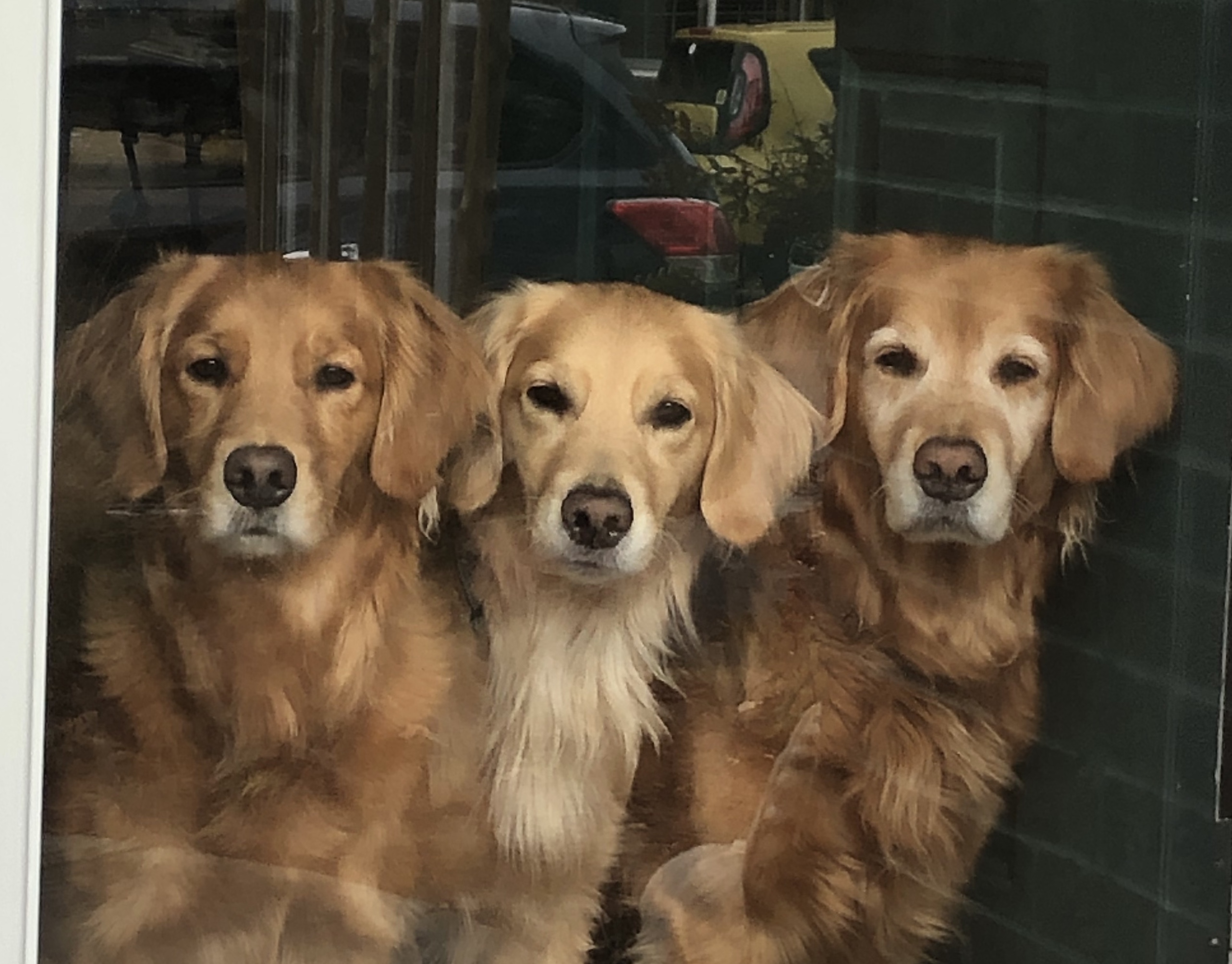 Can My Dog Get Jealous Golden Retriever Club Dr Reco