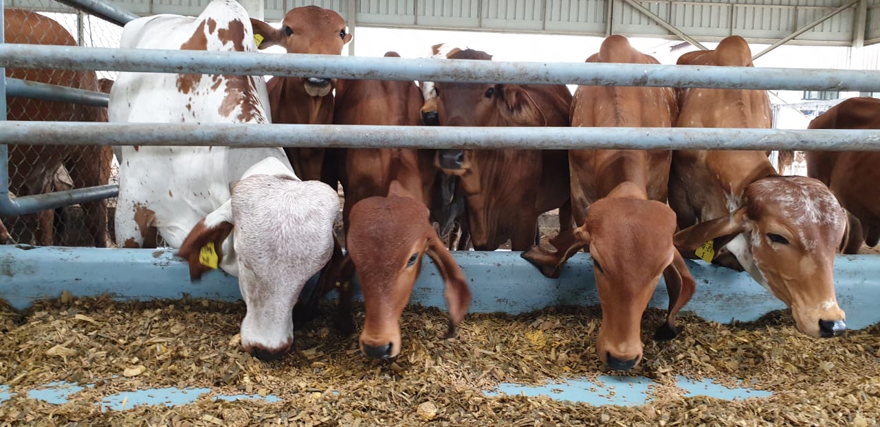 Centre of Excellence for Improvement of Dairy (COE)