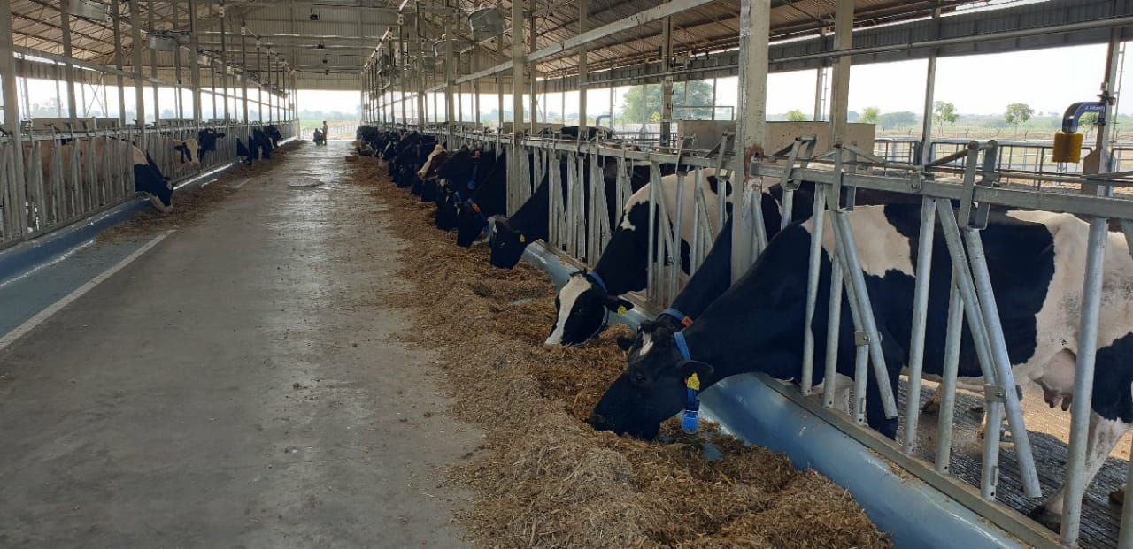 Centre of Excellence for Improvement of Dairy (COE)