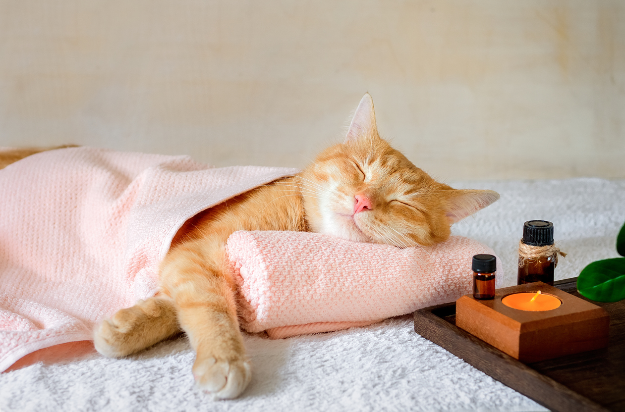 Perfect Scents for PetFriendly Homes Advanced Biotech