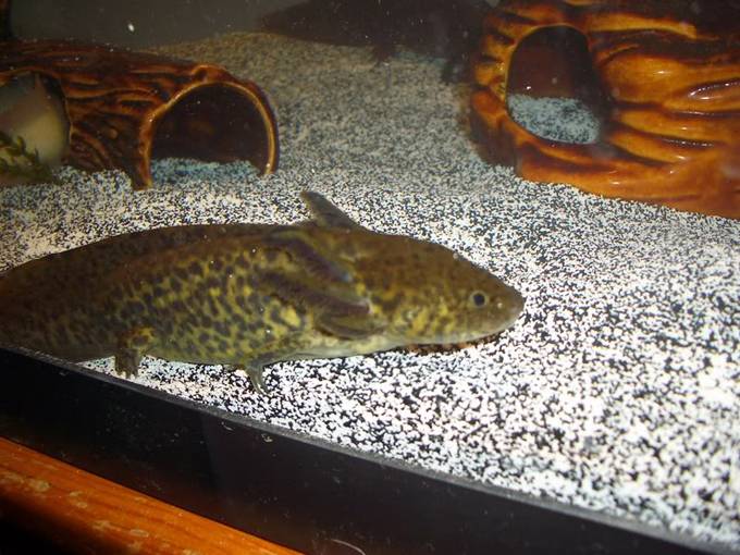 Axolotl Care Guide Advanced Aquarium Concepts