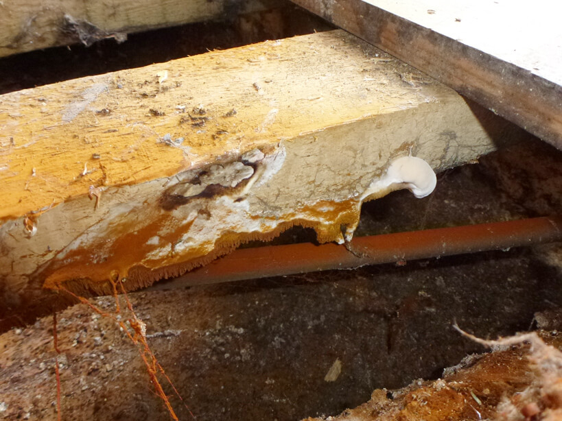 What Causes Dry Rot In Floor Joists The Floors