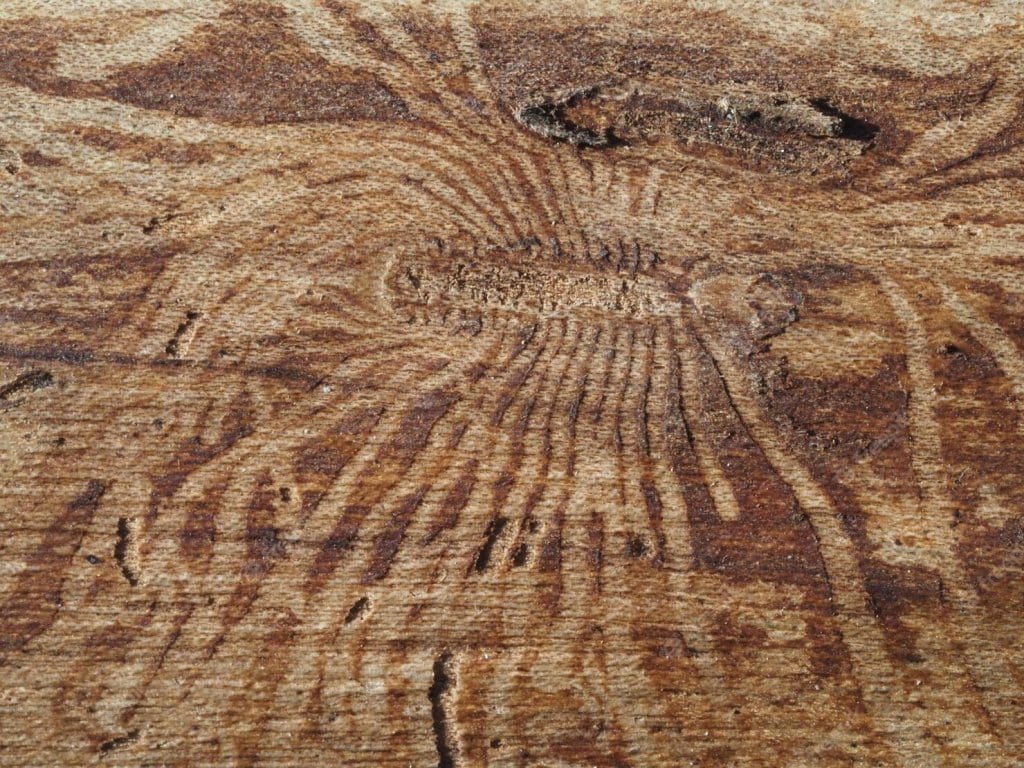 How To Get Rid Of Woodworm Get Expert Advice! Advanced Damp Ltd