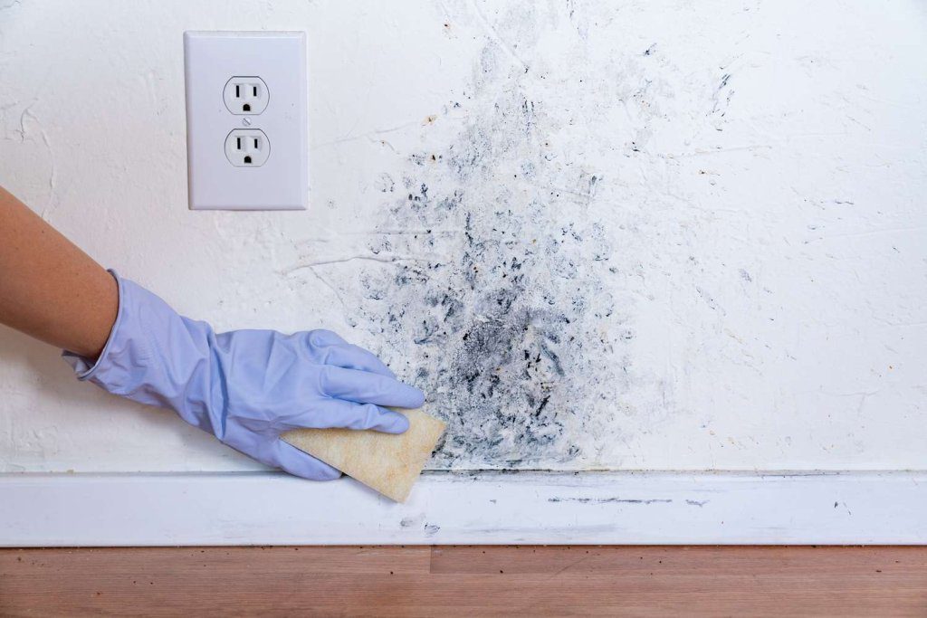 How To Remove Mould From Walls Without Damaging Paint