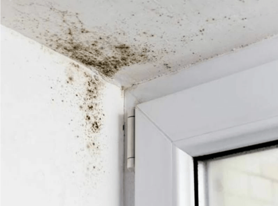 How To Get Rid Of Damp Effective Damp Solutions