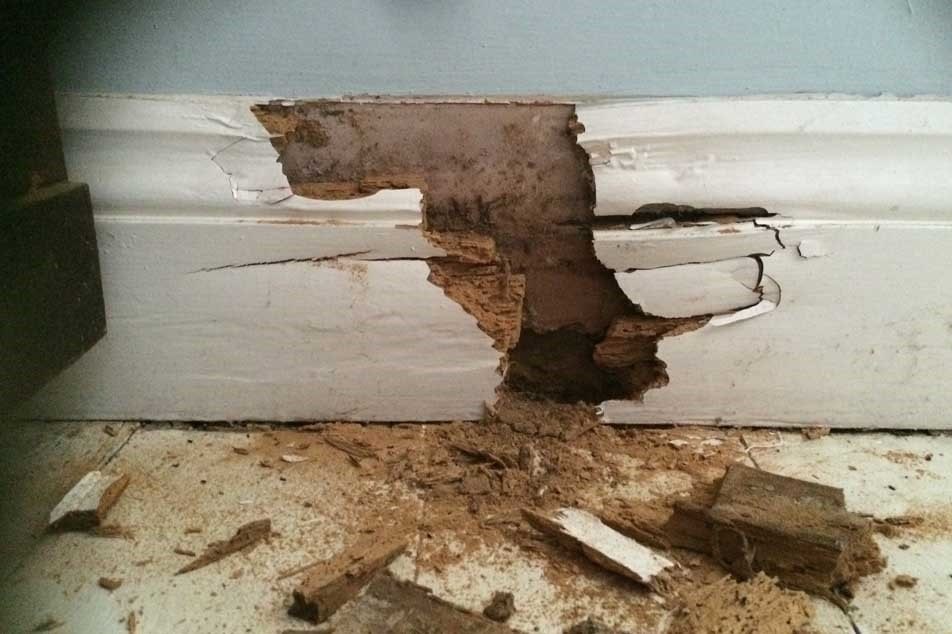What Is Wet Rot Know The Causes & Impact Advanced Damp