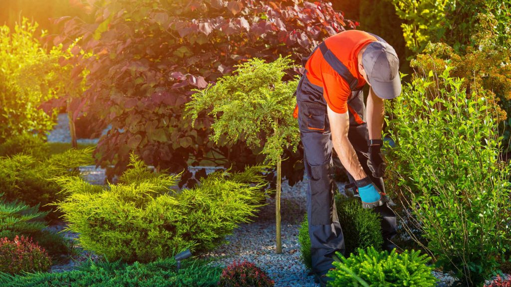 Professional Landscaping in Litchfield Park AZ 85340 About Us