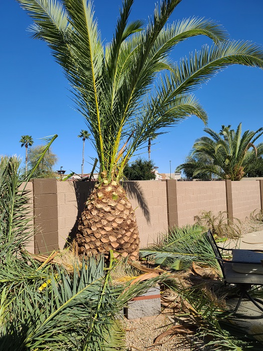 Advanced Ground Control Litchfield Park AZ Gallery Page