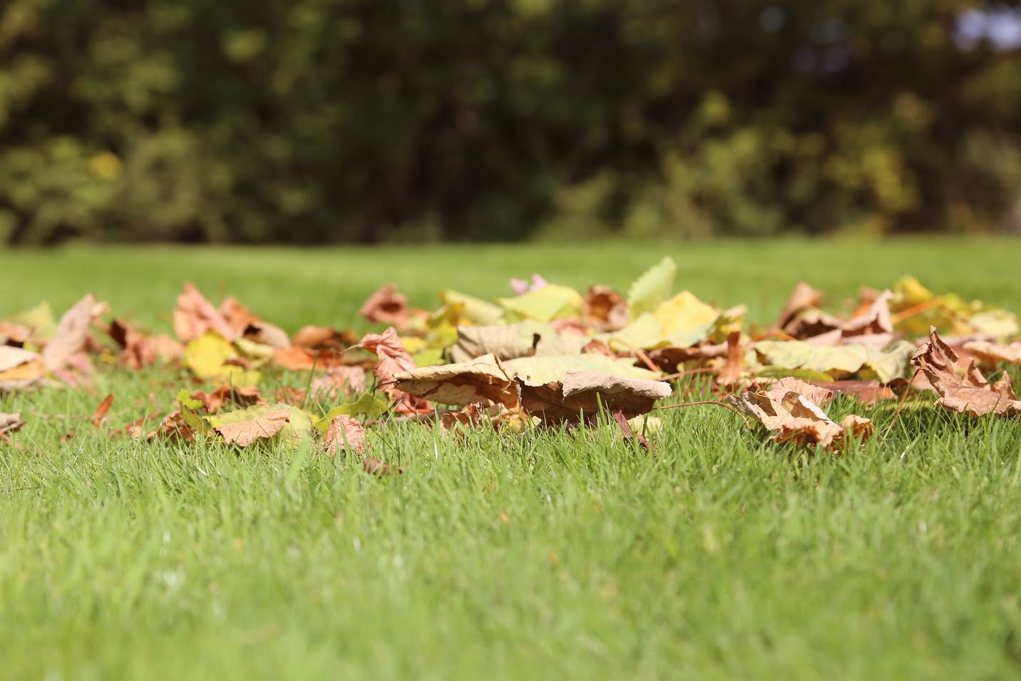 Lawncare Tips for Fall Advanced Lawn Solutions